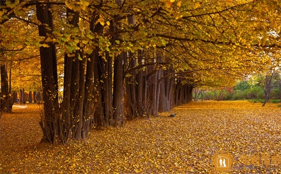 抓住狮子座男心的秘诀,和狮子男的恋爱技巧