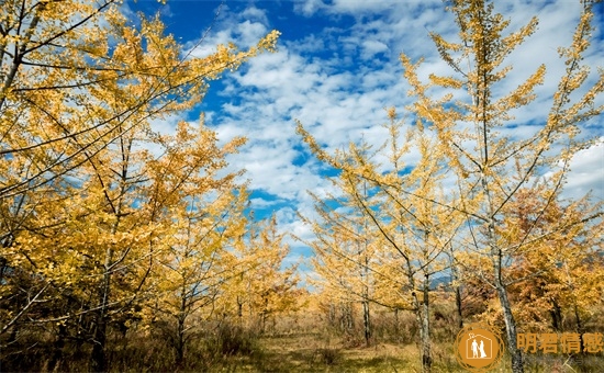 如何挽回丈夫,失去了信任该怎么挽回 如何挽回丈夫,失去了信任该怎么挽回