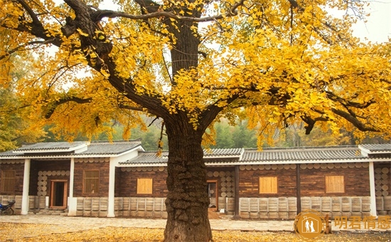 如何挽回老婆,挽回妻子感情的最有效方法 如何挽回老婆,挽回妻子感情的最有效方法