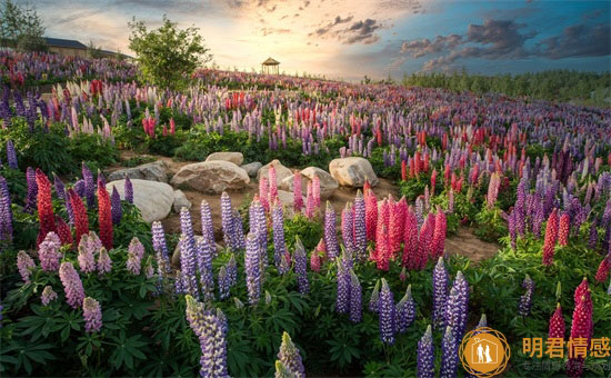 幽默情话暖心的句子, 幽默情话套路