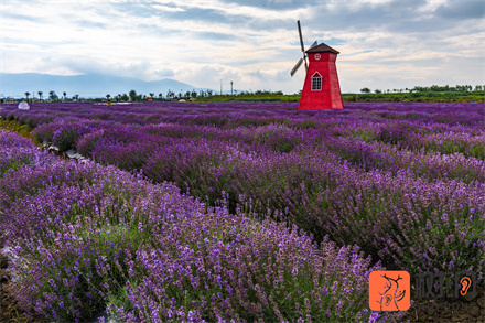 老公有外遇怎么处理,聪明的妻子该怎么做